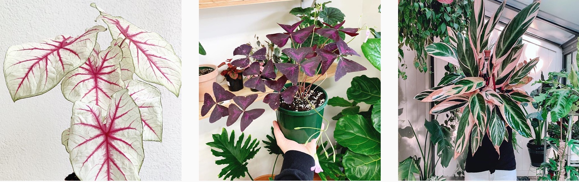 Houseplants 101 Style Birmingham