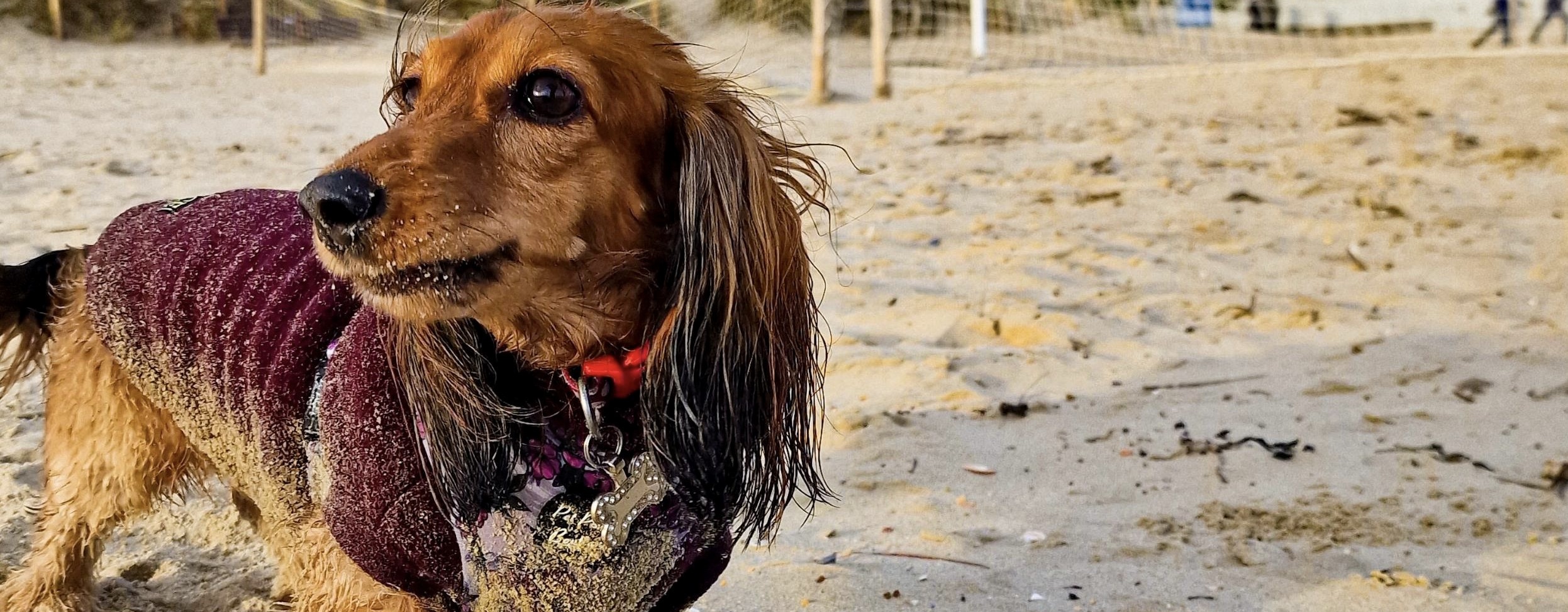 Waves, Woofs & Waggy Tails – A Paw-some February Getaway!